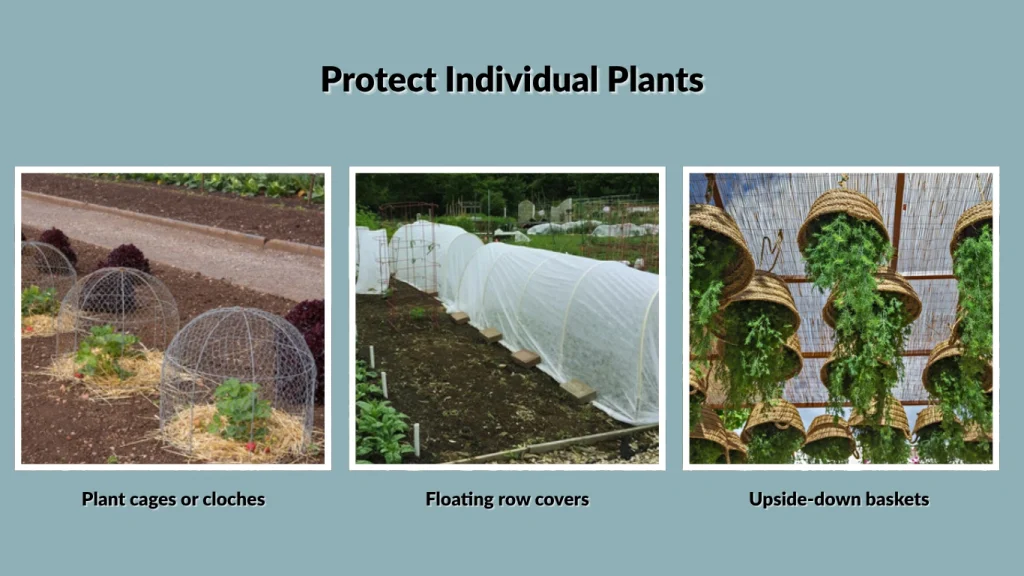 Protect Individual Plants