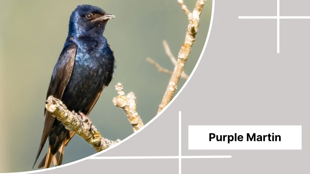 Purple Martin