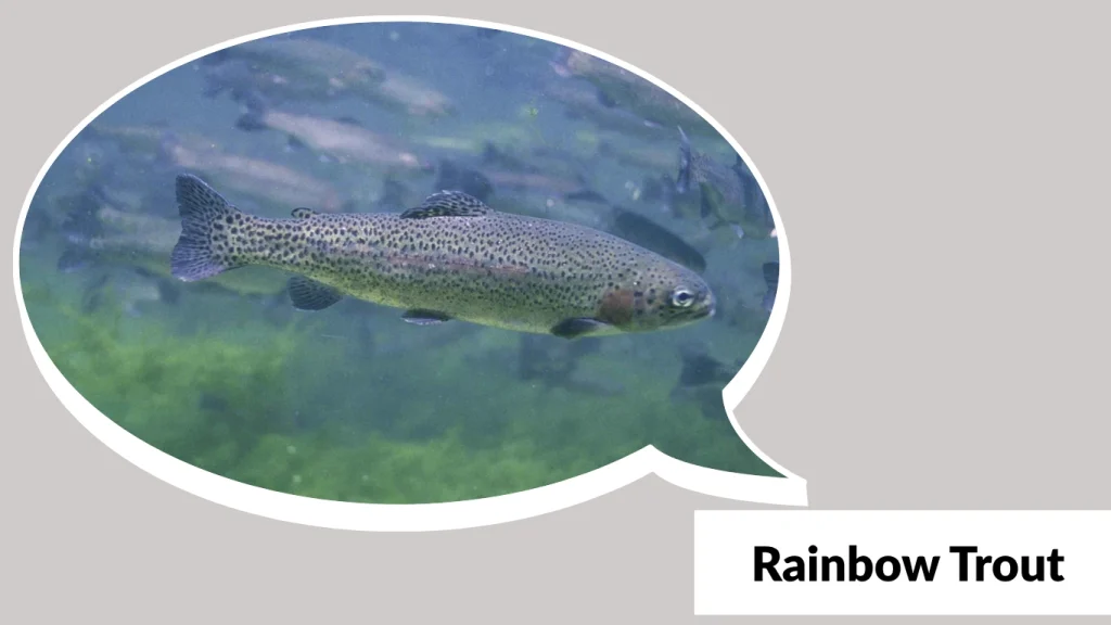 Rainbow Trout