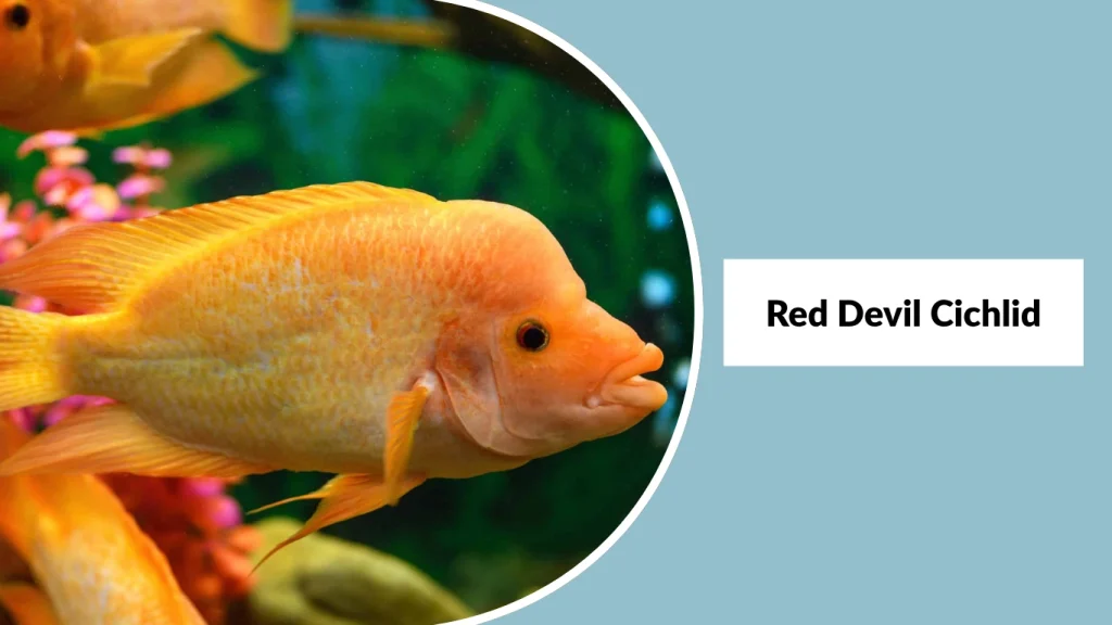 Red Devil Cichlid