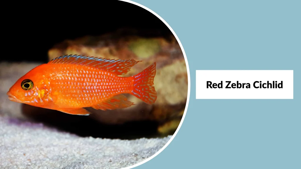 Red Zebra Cichlid