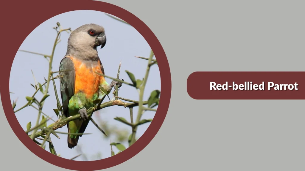 Red-bellied Parrot