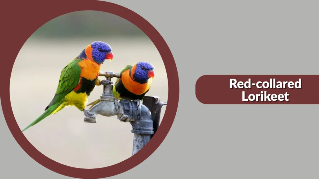 Red-collared Lorikeet