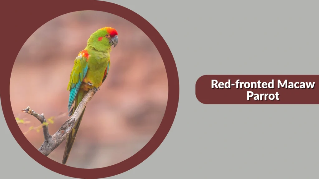 Red-fronted Macaw Parrot