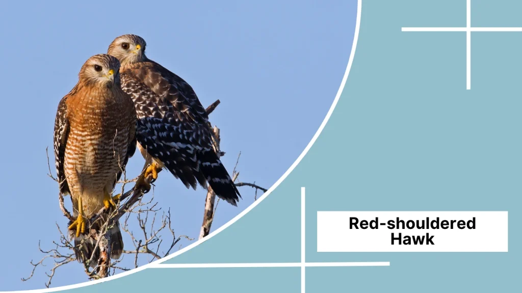 Red-shouldered Hawk