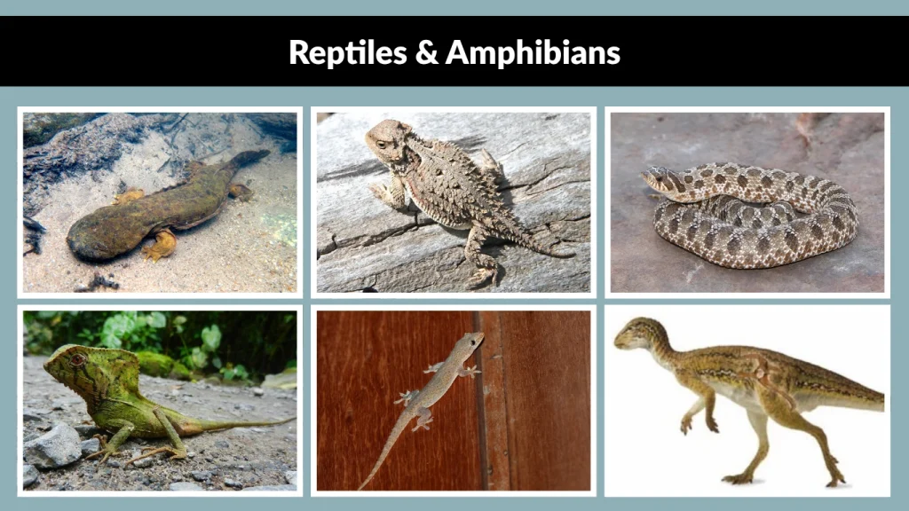 Reptiles & Amphibians
