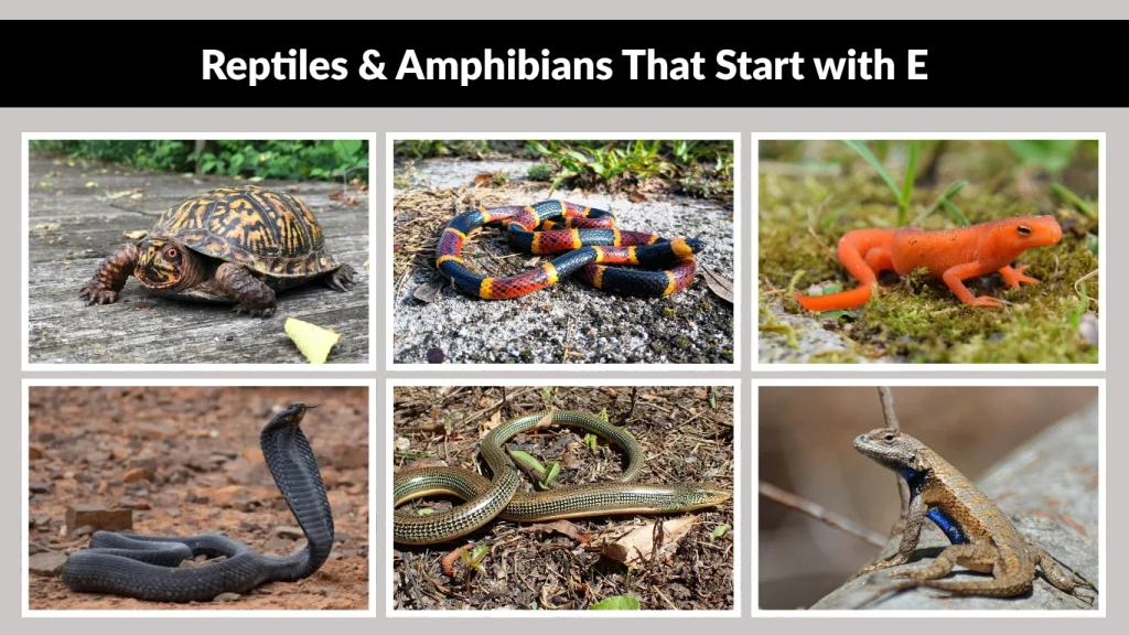 Reptiles & Amphibians That Start with E