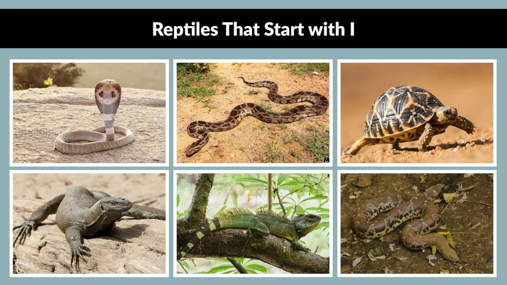Reptiles That Start with I