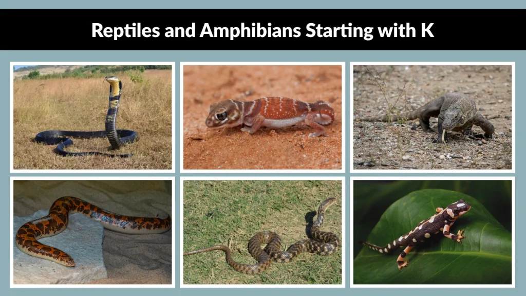 Reptiles and Amphibians Starting with K