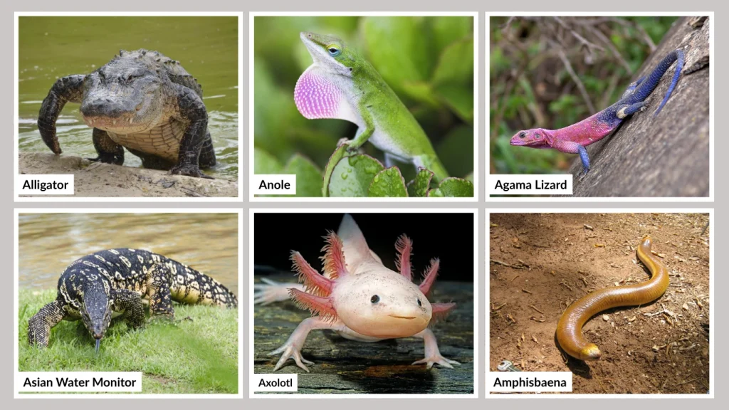 Reptiles and Amphibians That Start with A