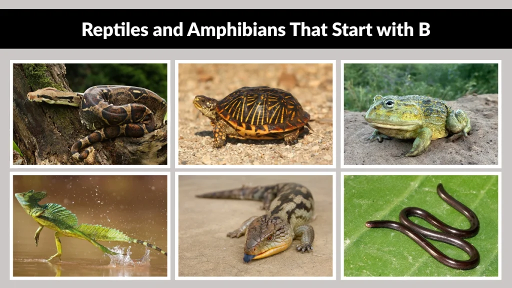 Reptiles and Amphibians That Start with B