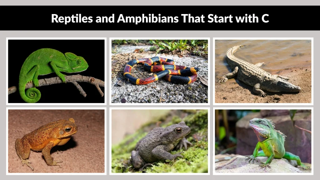 Reptiles and Amphibians That Start with C