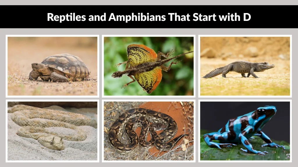 Reptiles and Amphibians That Start with D