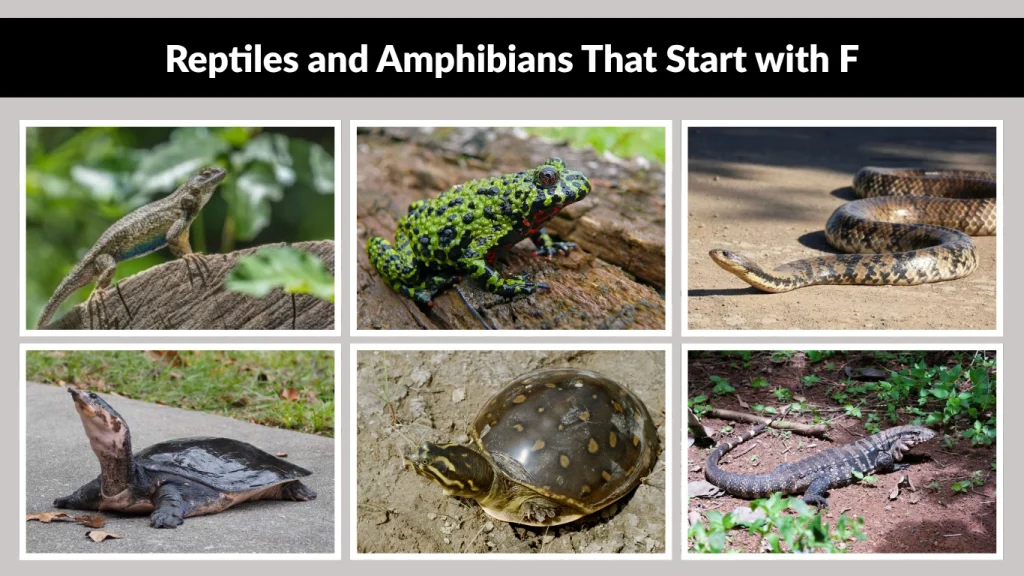Reptiles and Amphibians That Start with F