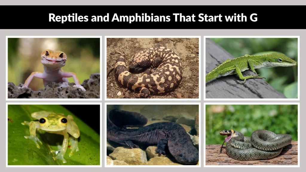 Reptiles and Amphibians That Start with G