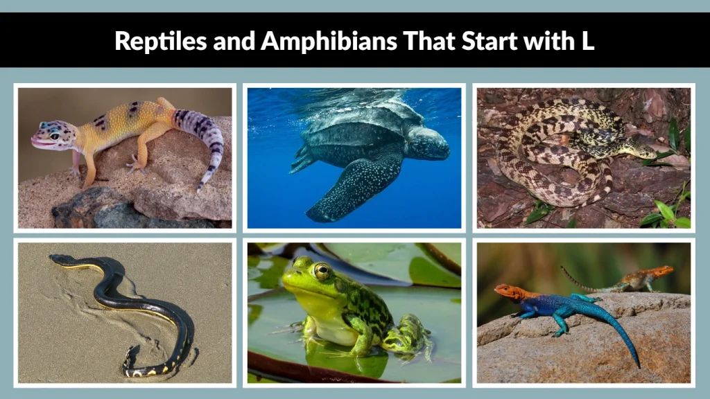 Reptiles and Amphibians That Start with L