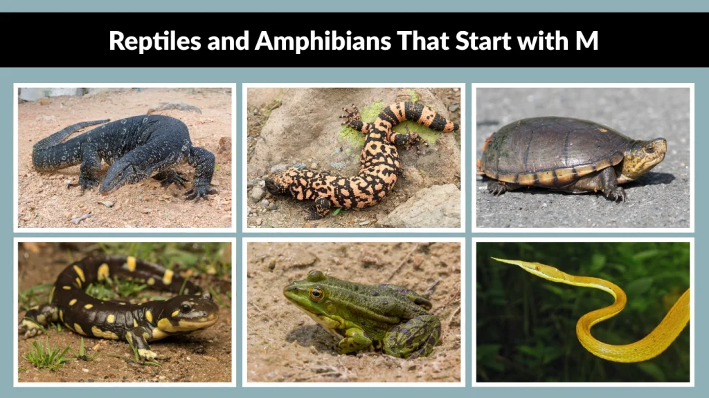 Reptiles and Amphibians That Start with M