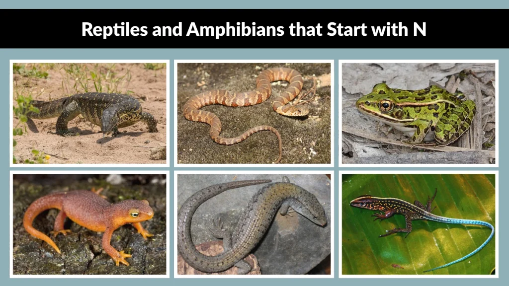 Reptiles and Amphibians that Start with N
