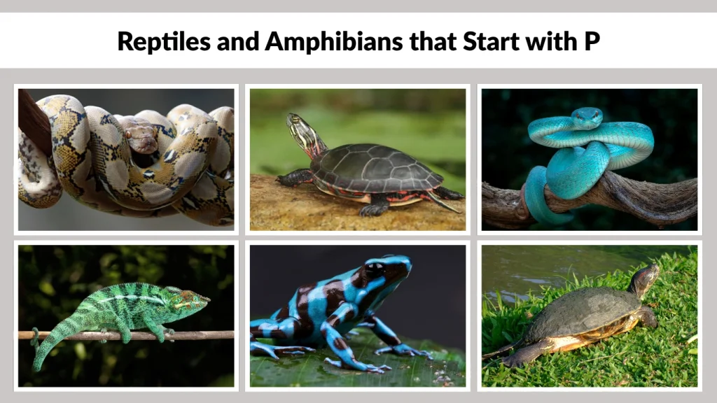 Reptiles and Amphibians that Start with P
