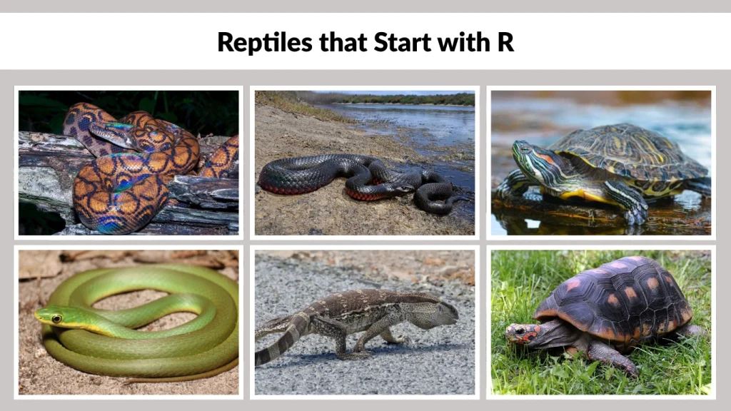 Reptiles that Start with R