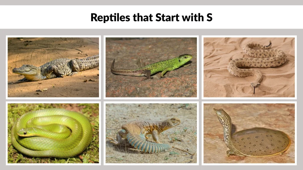 Reptiles that Start with S