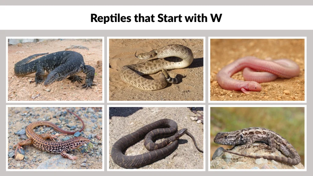 Reptiles that Start with W
