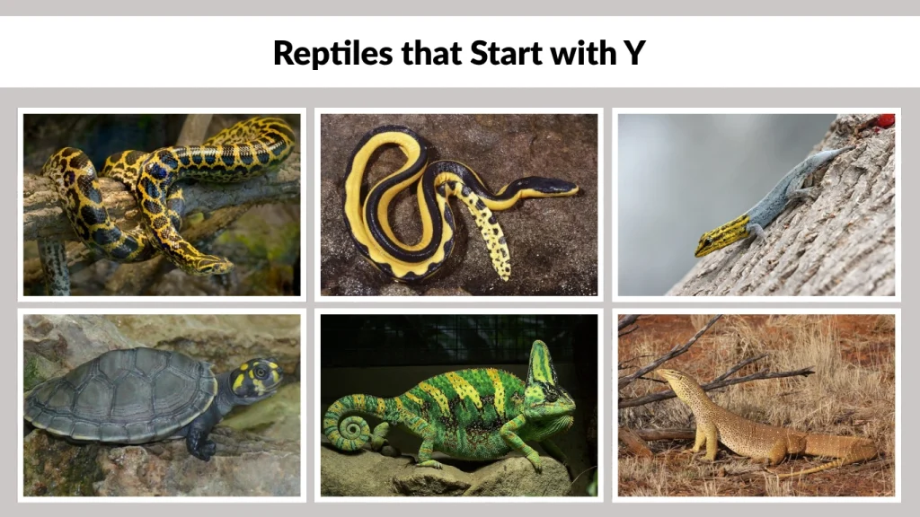 Reptiles that Start with Y