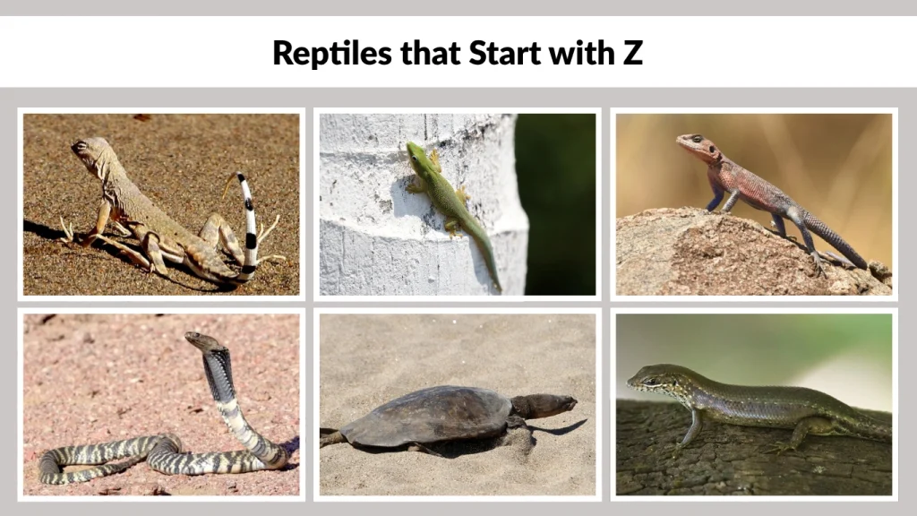 Reptiles that Start with Z