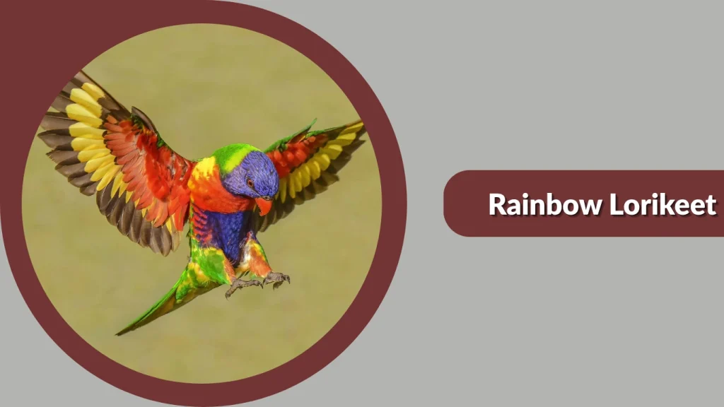 Rainbow Lorikeet