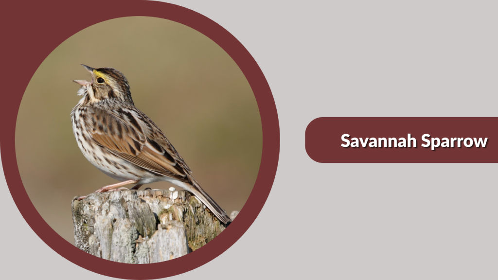 Savannah Sparrow