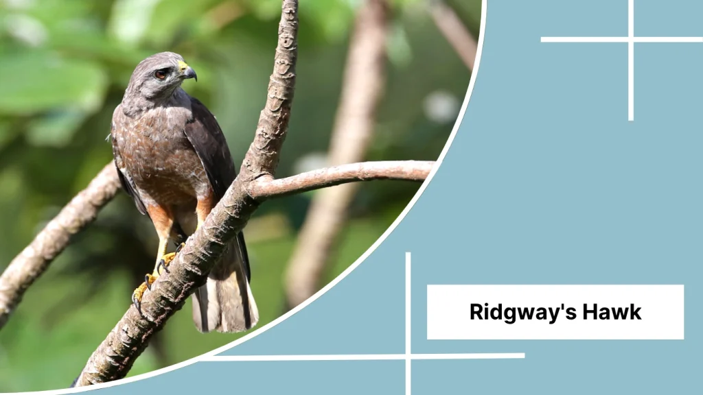 Ridgway's Hawk