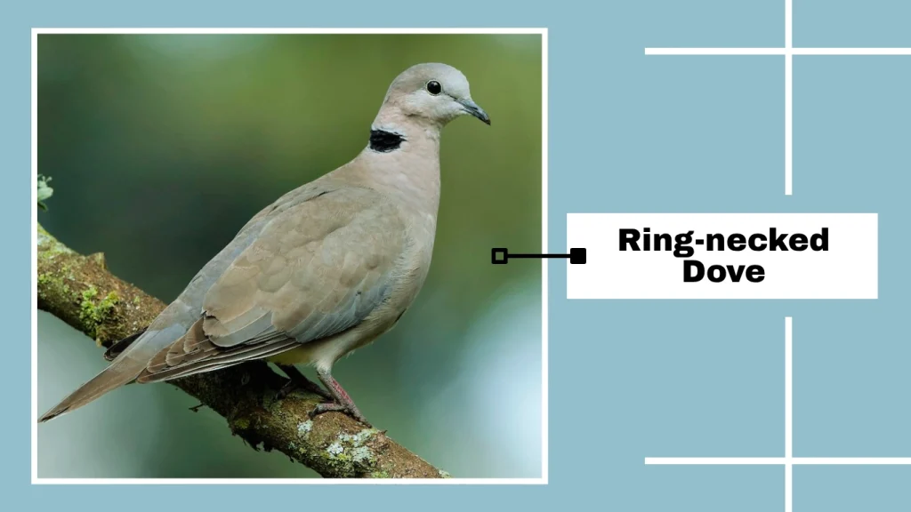 Ring-necked Dove