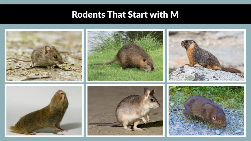 Rodents That Start with M