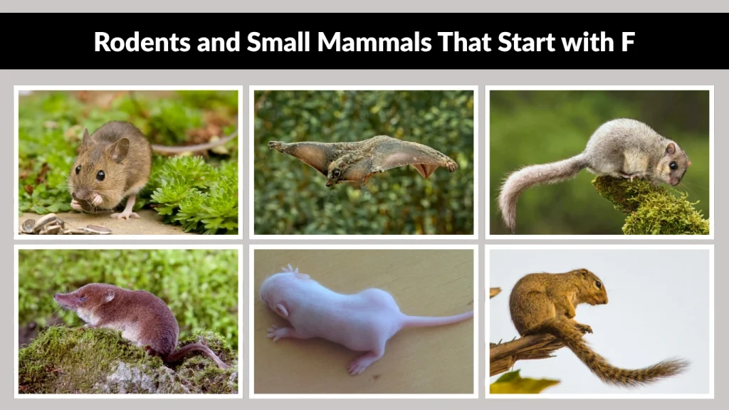 Rodents and Small Mammals That Start with F