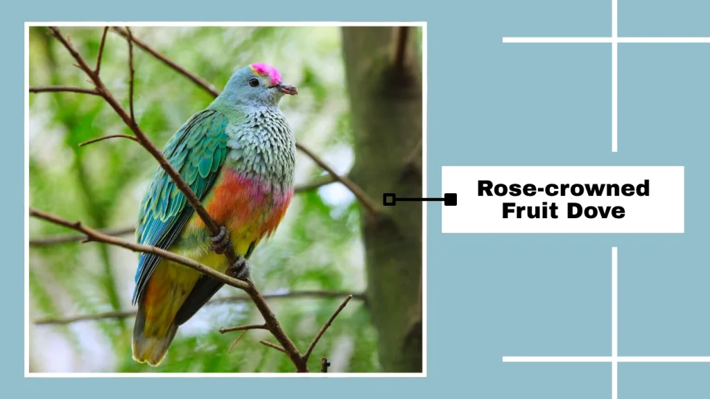 Rose-crowned Fruit Dove