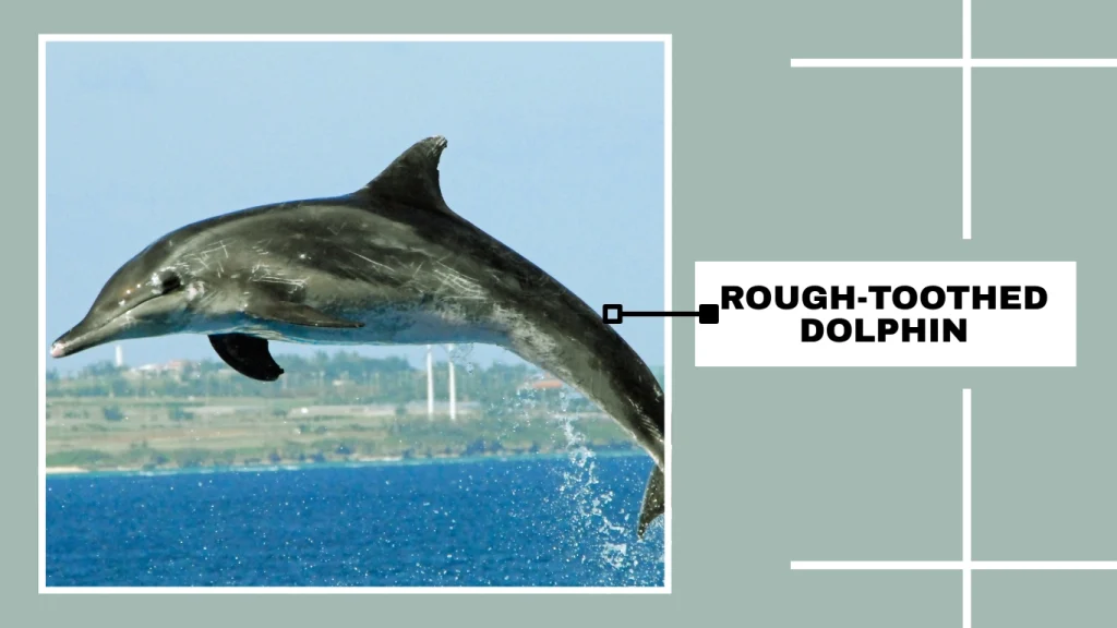 Rough-Toothed Dolphin (Steno bredanensis)