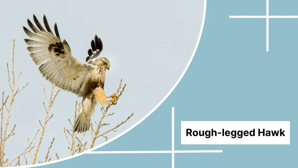 Rough-legged Hawk