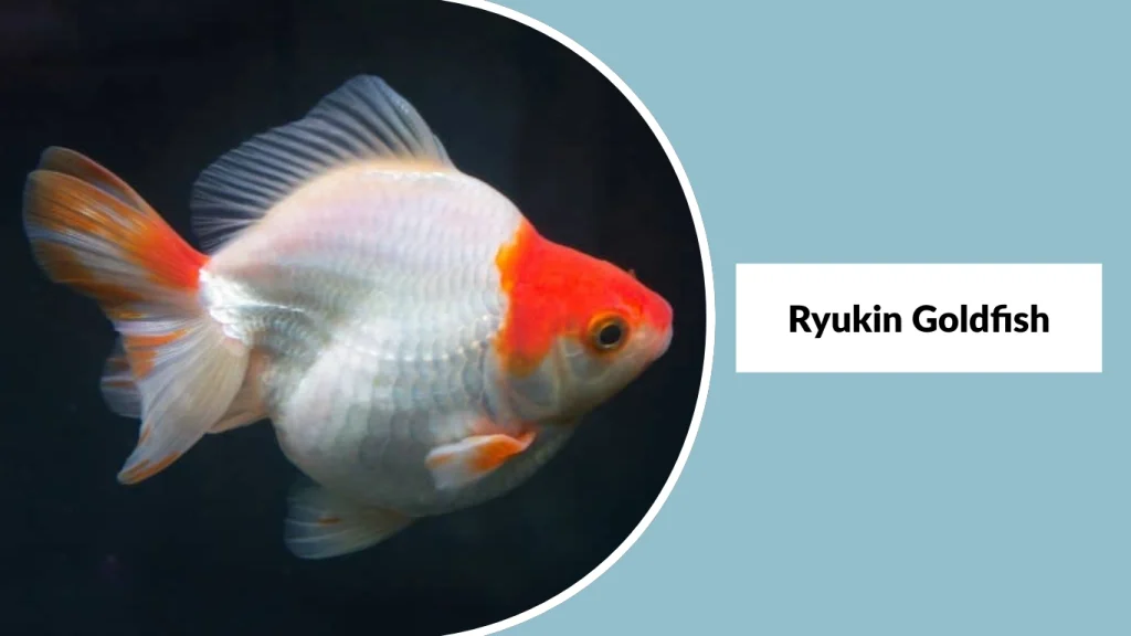 Ryukin Goldfish