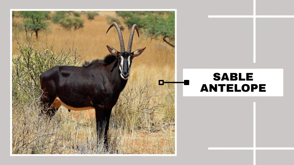 Sable Antelope (Hippotragus niger)