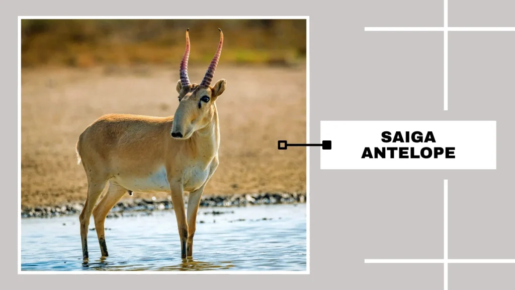Saiga Antelope (Saiga tatarica)
