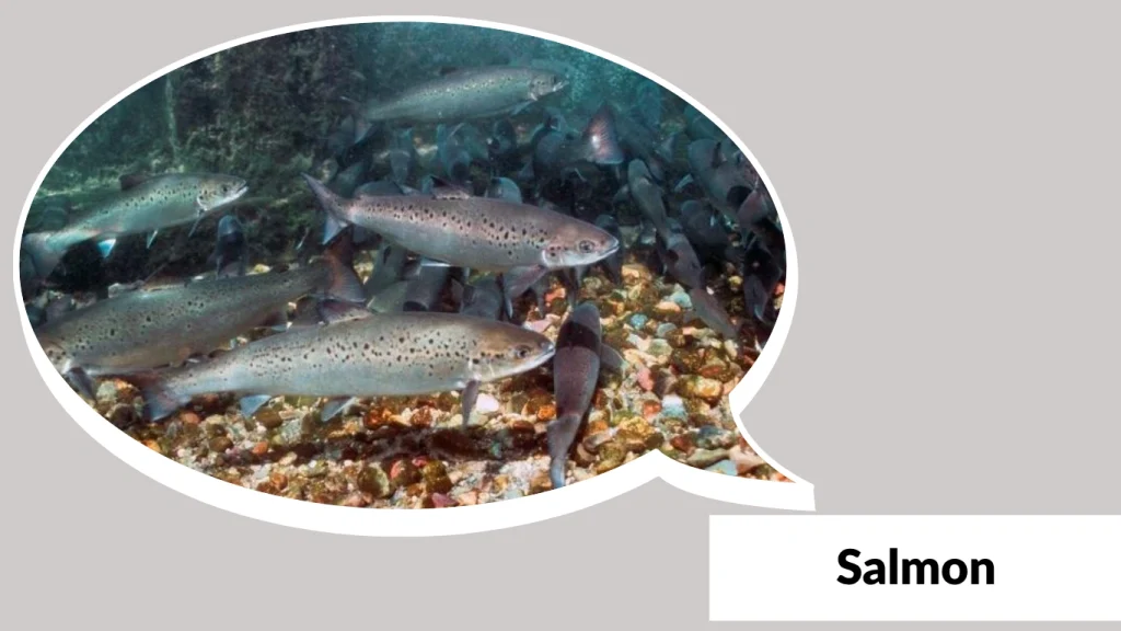 Salmon