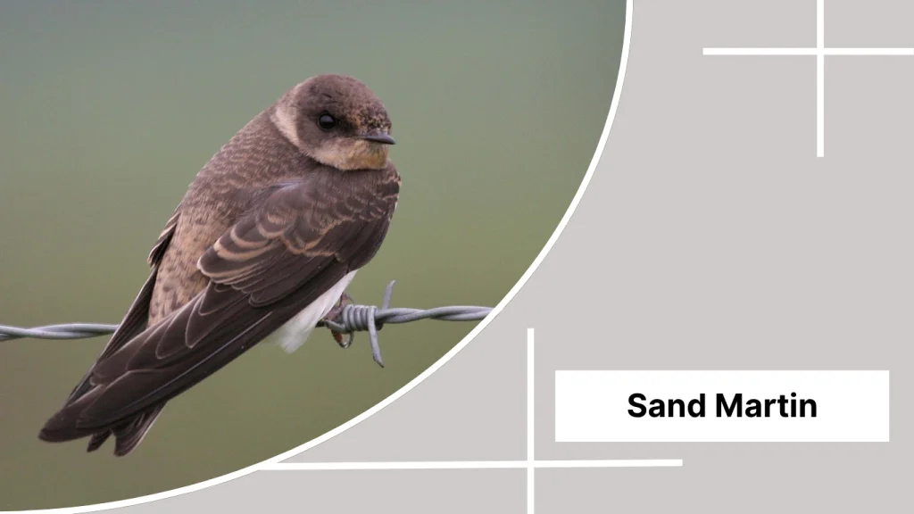 Sand Martin