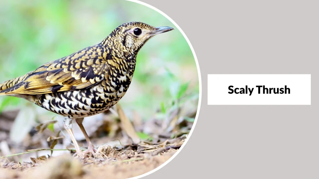 Scaly Thrush