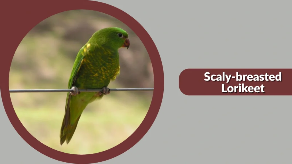 Scaly-breasted Lorikeet