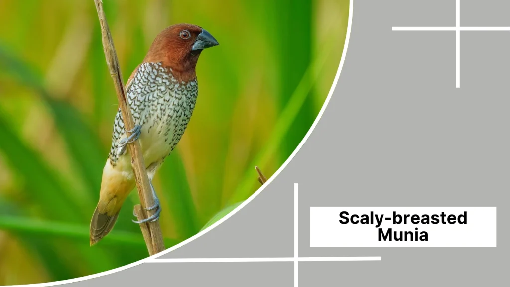 Scaly-breasted Munia