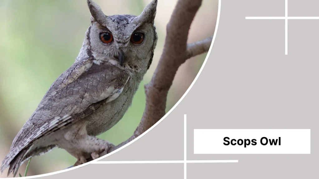 Scops Owl