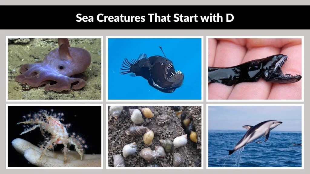 Sea Creatures That Start with D