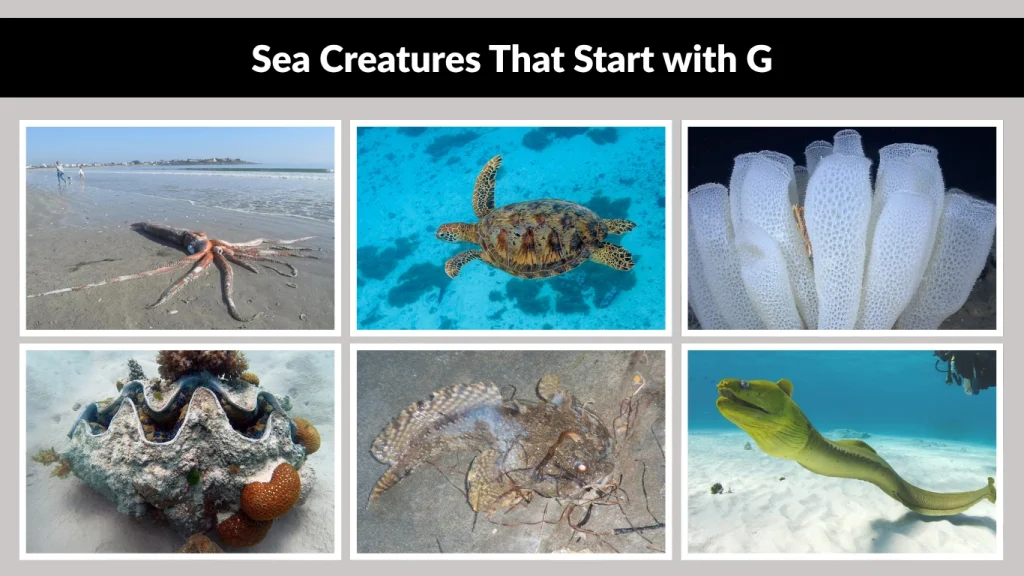 Sea Creatures That Start with G