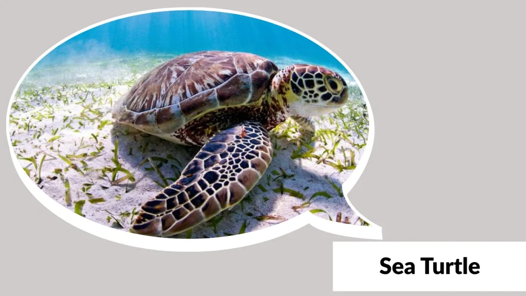 Sea Turtle