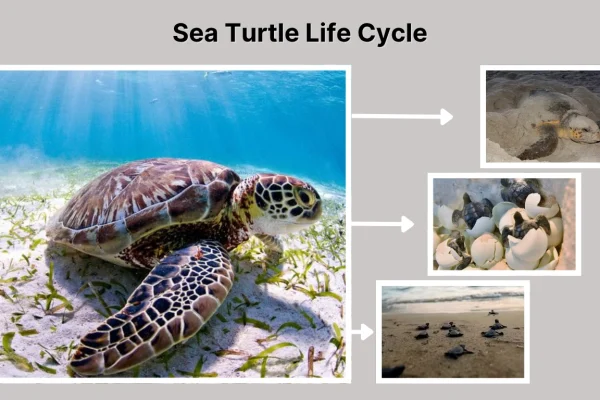 Sea Turtle Life Cycle All Stages from Egg to Adulthood